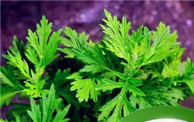 十种常见的山野菜（十种常见的山野菜介绍）图2
