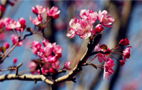 2024年躲春是早上还是下午图3