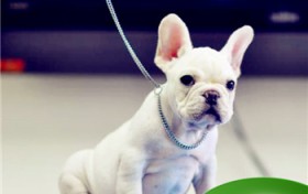 适宜上班族养小型犬（适宜上班族养小型犬有什么）图1