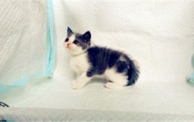 上海哪里可以买到便宜的猫？ 上海买猫咪的销售市场