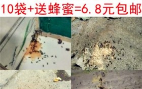 灭蚂蚁最简单最有效的方法？消灭臭蚂蚁最好的方法？