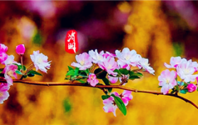 2024清明时节收费站免费吗图2