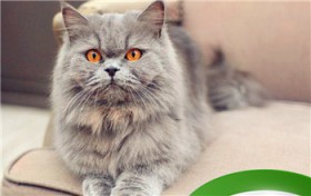 长毛猫有哪些品种（长毛猫品种）图2