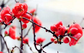 2024年腊月是公历几月份图1