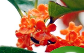 桂花的品种分类？桂花的品种分类？图2