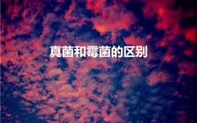 真菌和霉菌的区别（真菌 细菌 霉菌有什么区别啊）