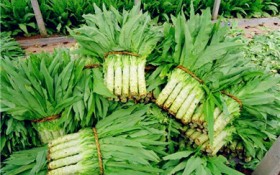 莴苣是什么菜（莴苣的种类和用途）