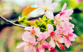 2024年4月中下旬东京还能见到樱花吗图2