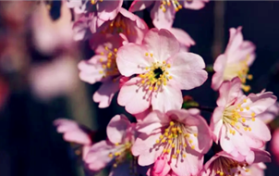 2024年3月份去武大能不能看到樱花图2