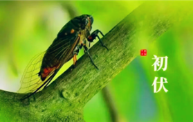 今年夏天入伏是几月几号2024图1