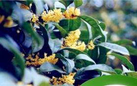桂花的品种分类？桂花的品种分类？图1