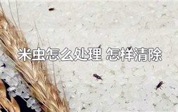 米虫怎么处理 怎样清除