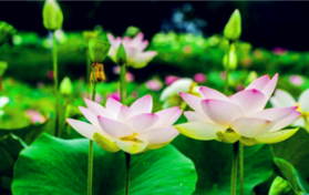 2024年是夏季更热或是全年度都热图3