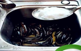 为何泥鳅怕盐（泥鳅为什么担心盐分？）