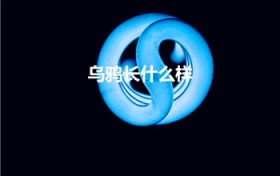 乌鸦长什么样（乌鸦长什么样子）