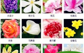 春天有哪些花开？图1