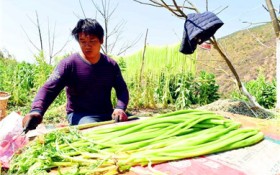 贡菜新鲜的长什么样子?揭秘新鲜贡菜的真面目
