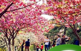 什么时候赏樱花最好？孤柏渡樱花最佳时间？图2