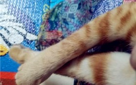 三个方法训练猫咪不跳上床？怎样训练猫咪不跳床？图1