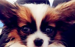 蝴蝶犬和柯基谁贵？ 蝴蝶犬价钱