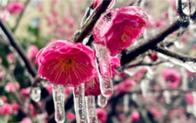 冻雨什么意思图3