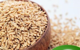 燕麦是啥东西（燕麦的概念及主要用途）