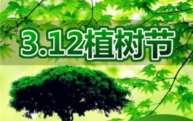 植树节种什么树（植树节比较适合种什么树）