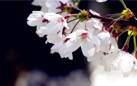 2024年3月份去武大能不能看到樱花图3