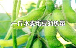 一斤水煮毛豆的热量