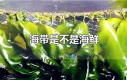 海带是不是海鲜