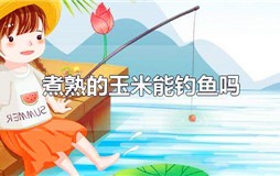 煮熟的玉米能钓鱼吗