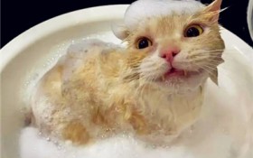 猫洗澡可以用香皂（猫可否用香皂洗澡？）