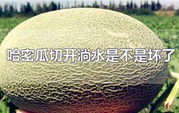 哈密瓜里面有水是不是坏了？哈密瓜中间都是水还能吃吗