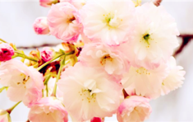 2024南京樱花盛开一般在几月图3