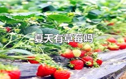 夏天有草莓吗