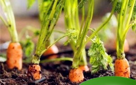 阳台胡萝卜的种植步骤与技巧？鸡毛菜种子种植方法盆栽？图1