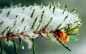 2024年3月份有倒春寒吗图1