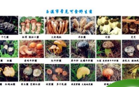 如何辨别有毒的野生菌？云南无毒野生菌品种？图2