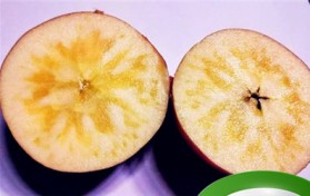 苹果发生糖心是怎么回事（为什么苹果会有糖心？）