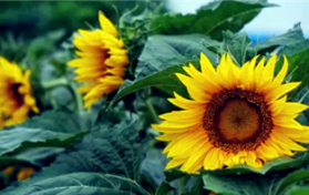 2024年夏天温度高为何湿度大图3