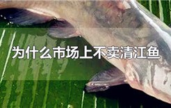 为什么市场上不卖清江鱼（清江鱼市场缺失的原因）