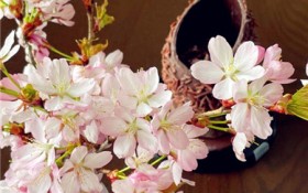 樱花是什么味道？介绍樱花的品种和特点