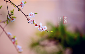 2024年立春在年前意味着什么图2