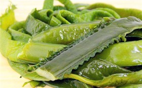 海白菜长什么样（海白菜的外观特点）