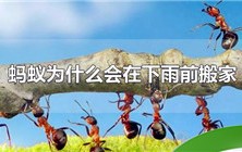蚂蚁如何预知下雨