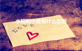 水稻和小麦有什么区别（麦子和水稻怎么区分）