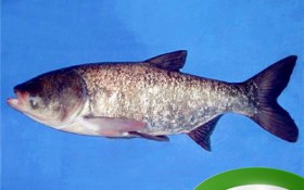 胖头鱼是什么鱼（胖头鱼的种类和特性）