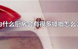 厨房为什么那么多蟑螂 家里厨房蟑螂特别多怎么办