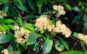 石楠花是什么味道(石楠花的香气特性)