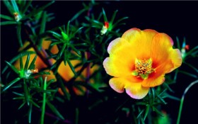 午时花是什么颜色（午时花的花色特点及养护方法）
